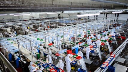 В Приморье и на Сахалине за неделю экспорт рыбопродукции вырос в 3,6 раза